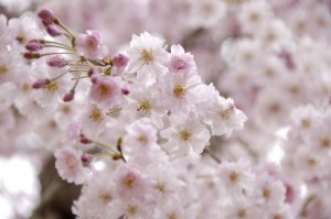 3/31、正午より「アントンビー」お花見パーティー