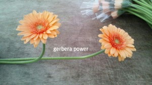 5月18日（土）三軒茶屋で「東北応援フラワー＆ビアパーティ」開催！