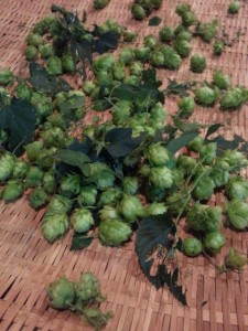 野性化（？）しつつあるホップを収穫してみた