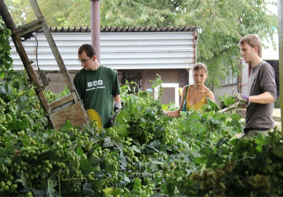 チェコホップ協会ROSA氏インタビューvol.2 チェコのホップ　栽培から輸出