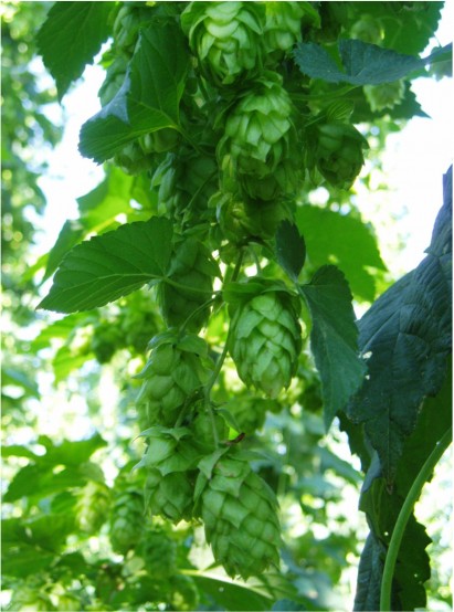 チェコホップ協会ROSA氏インタビューvol.3　チェコのホップ　近年状況と品種改良他