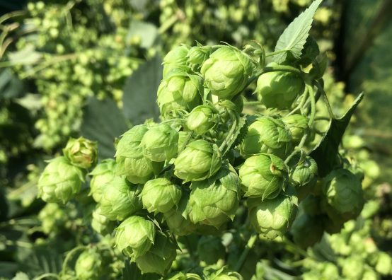 日本の地ビールを探して　忽布古丹醸造