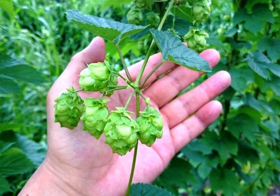【福島】日本の醸造家に日本のホップを！ 田村市産のホップでジャパニーズスタイル確立へ。地域循環型クラフトビール事業が進行中