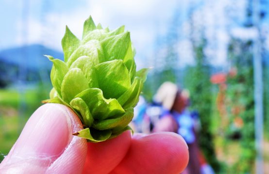 【現在募集中】2018与謝野ホップ収穫体験＆ランチビュッフェツアー