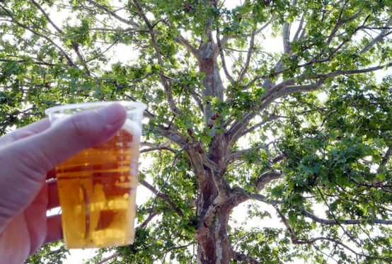 10/6（土）第3回「むさし府中ビール祭り」開催！