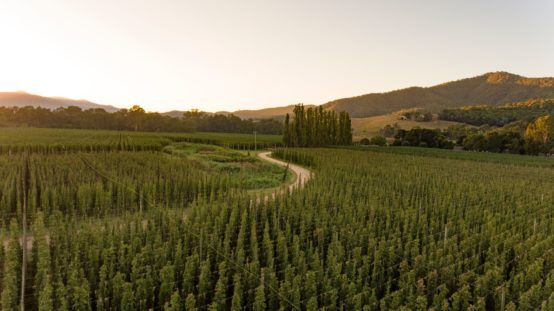 bridge road brewers hop farm