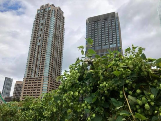 「ホップを通じてコミュニティを醸造するプラットフォーム作り」大阪でトークイベント