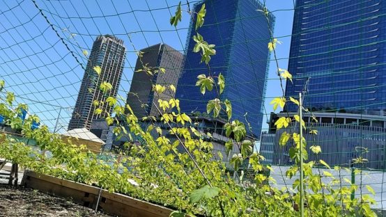 成長する「ウメキタホッププロジェクト」～ホップを軸にした市民参加型のまちづくり