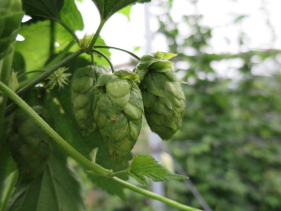 【次は7/27（土）開催！】君はホップを収穫したことはあるか？「与謝野町ホップ体験2019」レポート【参加者募集中】