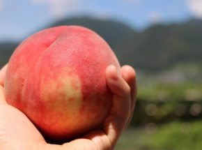 夏にピッタリのフルーツエール、限定醸造「Far Yeast Peach Session」8月8日発売！