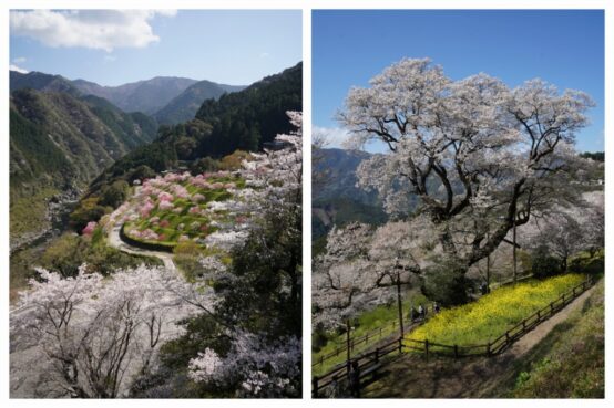 仁淀川町の春