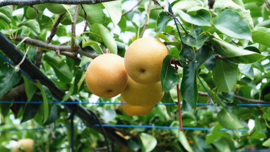 ヨコビの「浜なしウィートエール」は、横浜の梨と北海道の小麦の「めぐりあい」