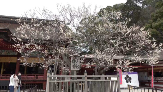 【JBJAChannel】旅するJBJA in 福岡 さだまさしの名曲「飛梅」に思いを馳せ、マルエフを飲む