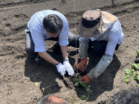 ホップ畑で糸の真下に穴を掘って苗を植える