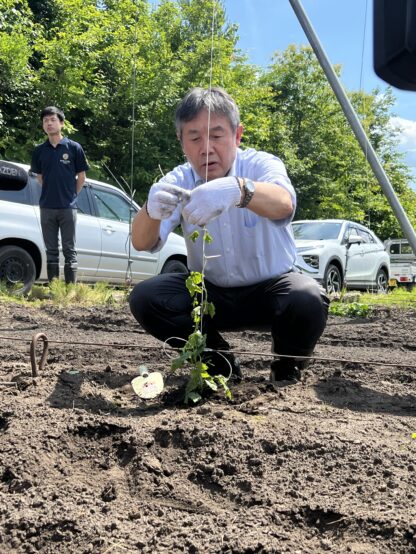 ホップのつるを時計回りに白い糸に巻きつける山本町長