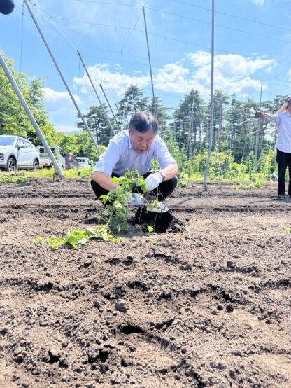 山本町長が根の位置に注意しながらホップ苗の上に土をかぶせている様子