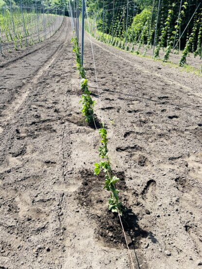 6月21日に植えたソラチエースホップ