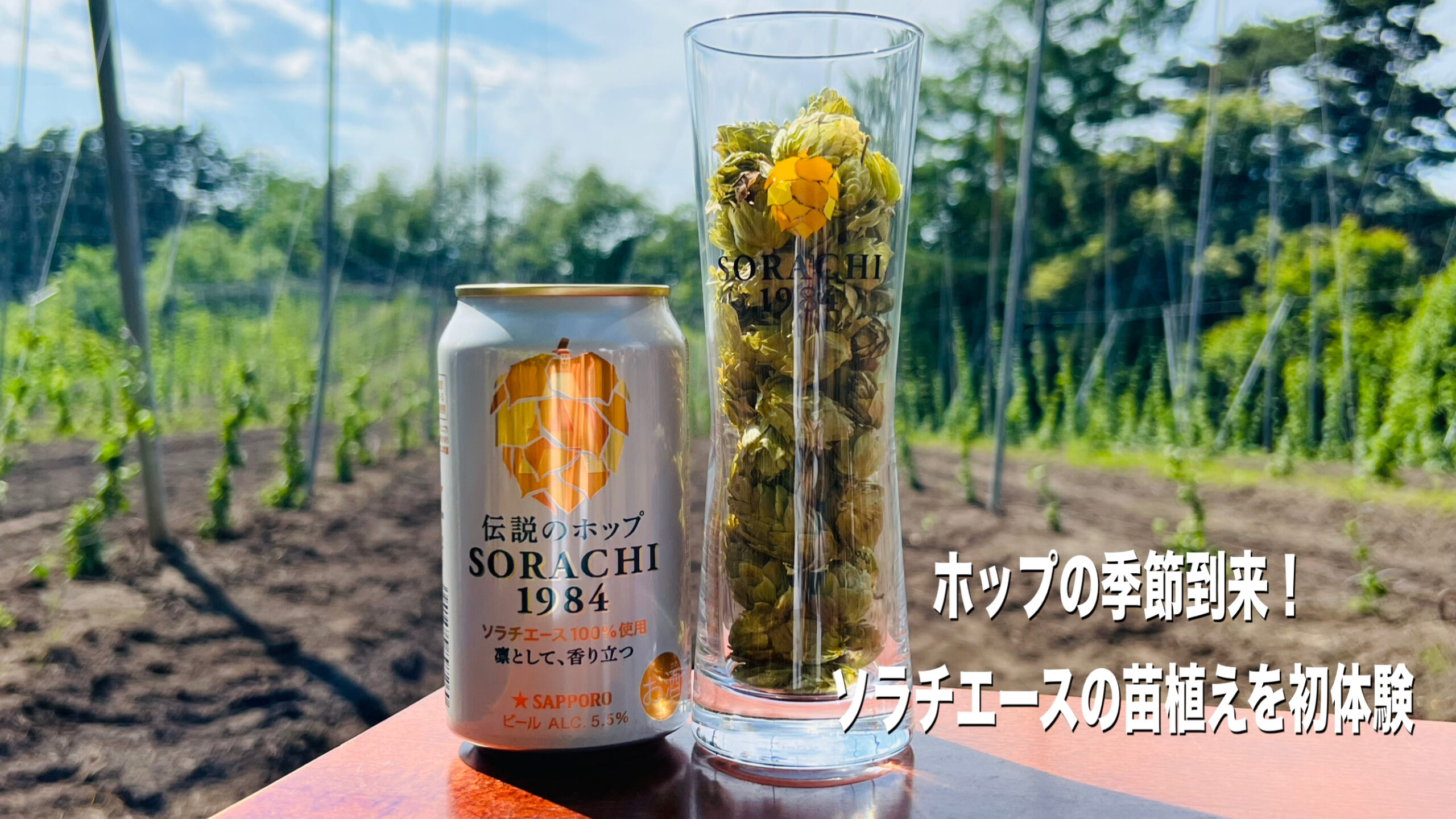 ホップの季節到来！ソラチエースの苗植えを初体験 | 日本ビア