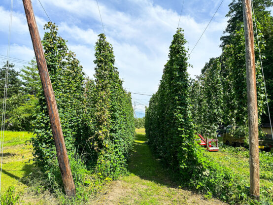 長野県大町市にあるサノバスミスのホップ畑